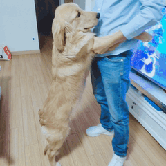 金毛几个月开始猛长身体