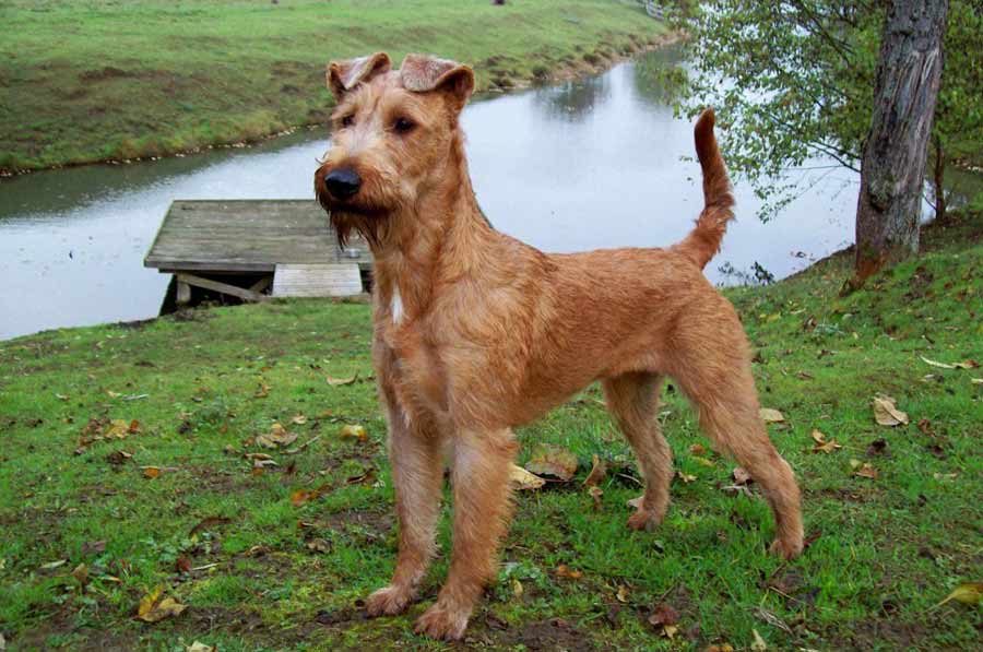 爱尔兰猎狼犬性格有什么特点