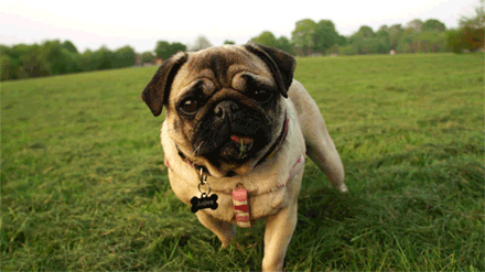 巴哥一生认几个主人