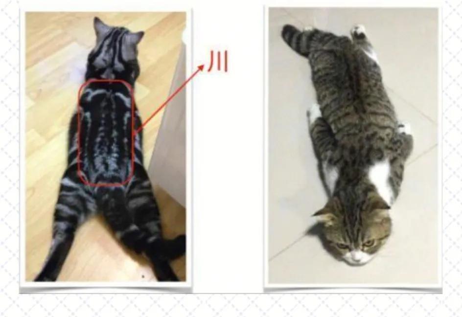 狸猫和猫有什么区别