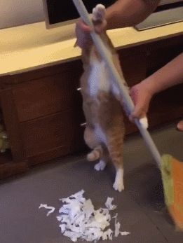 乌云盖雪猫有什么说法