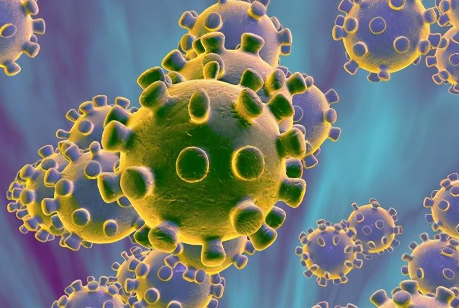 猫冠状病毒症状怎么治疗及预防