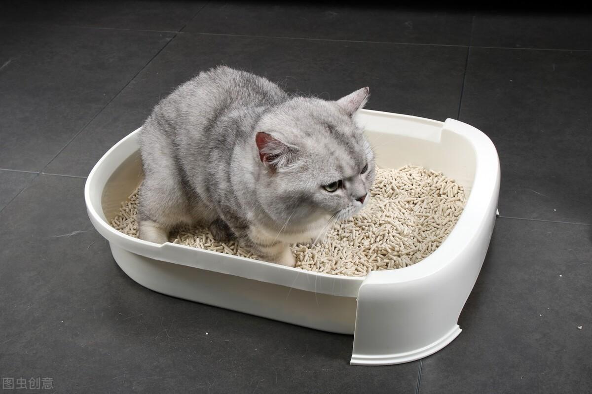 猫拉不出屎是怎么回事