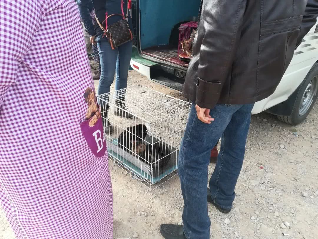 中国狸花猫多少钱一只