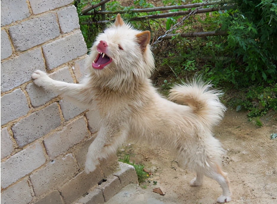 猎犬品种大全图片大全