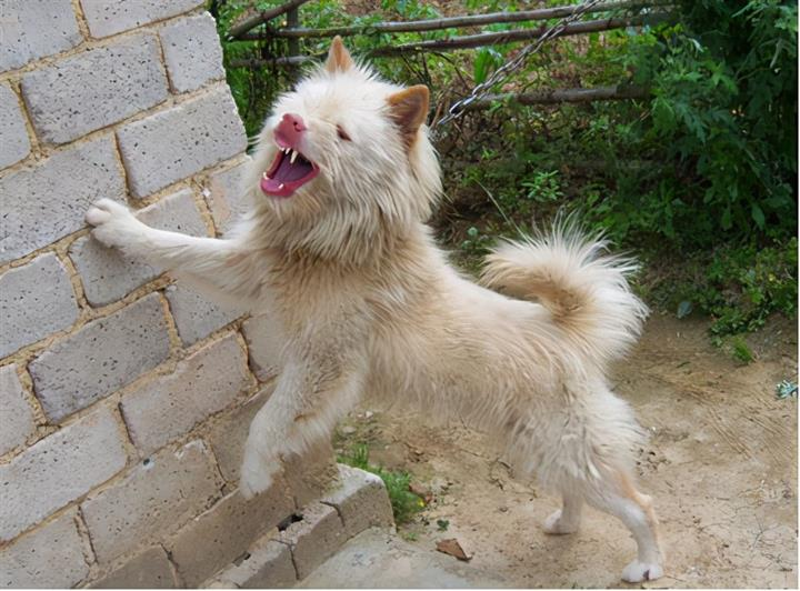 山区打猎最厉害的狗(中国大山打野猪最凶猛的土狗）