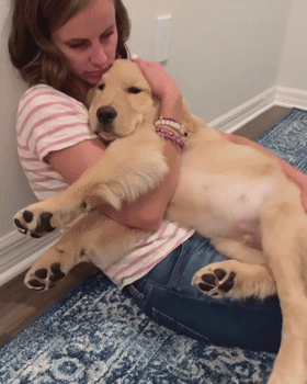 世界最聪明的狗狗排行榜