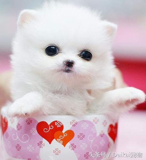 茶杯犬寿命多长