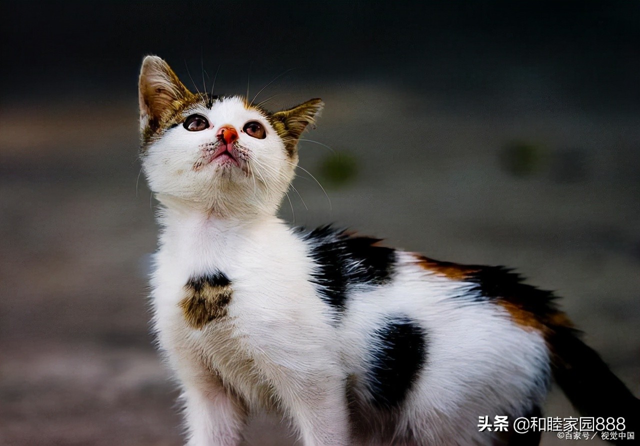 我想要一只宠物猫