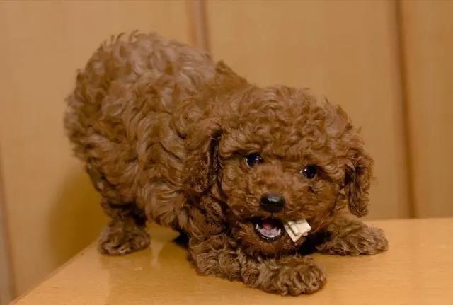 泰迪的寿命一般是多久