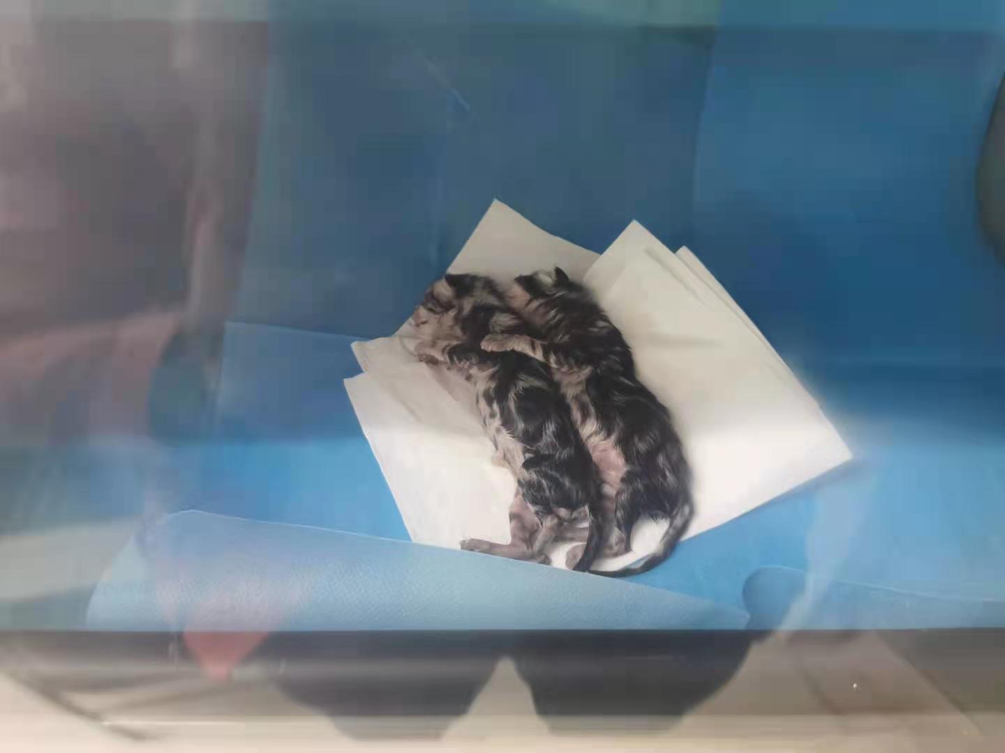 母猫羊水破了是什么样子图片