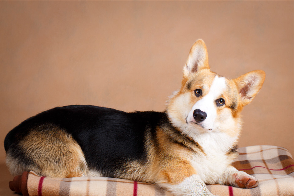 柯基犬怎么训听话