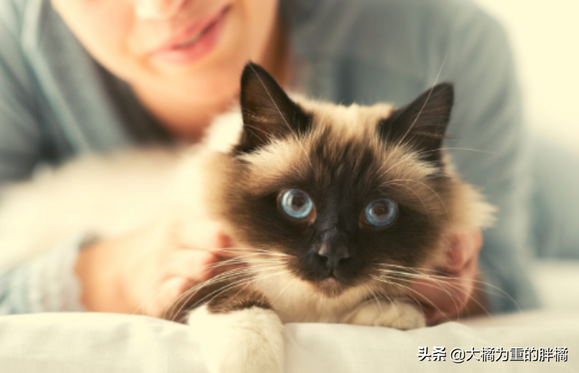 猫传染病包括什么