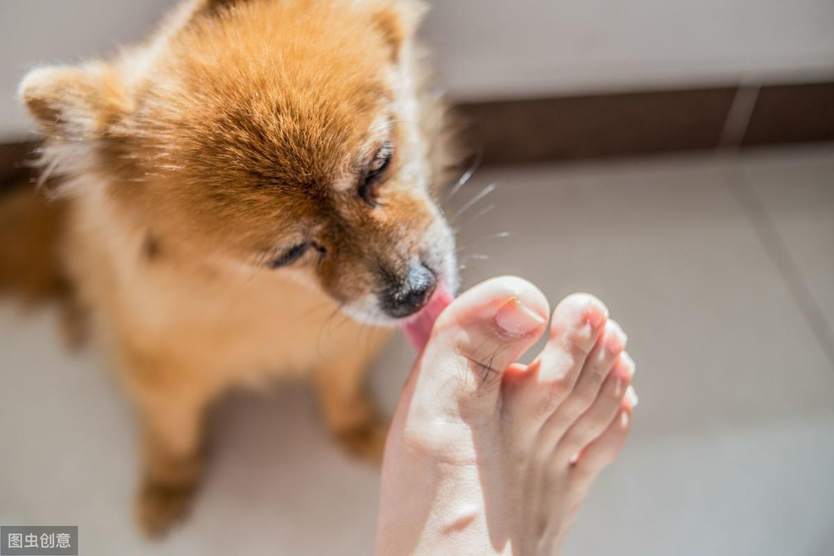 狗狗舔主人手脚意味着什么