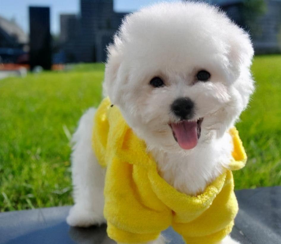 比熊认主人有哪些表现