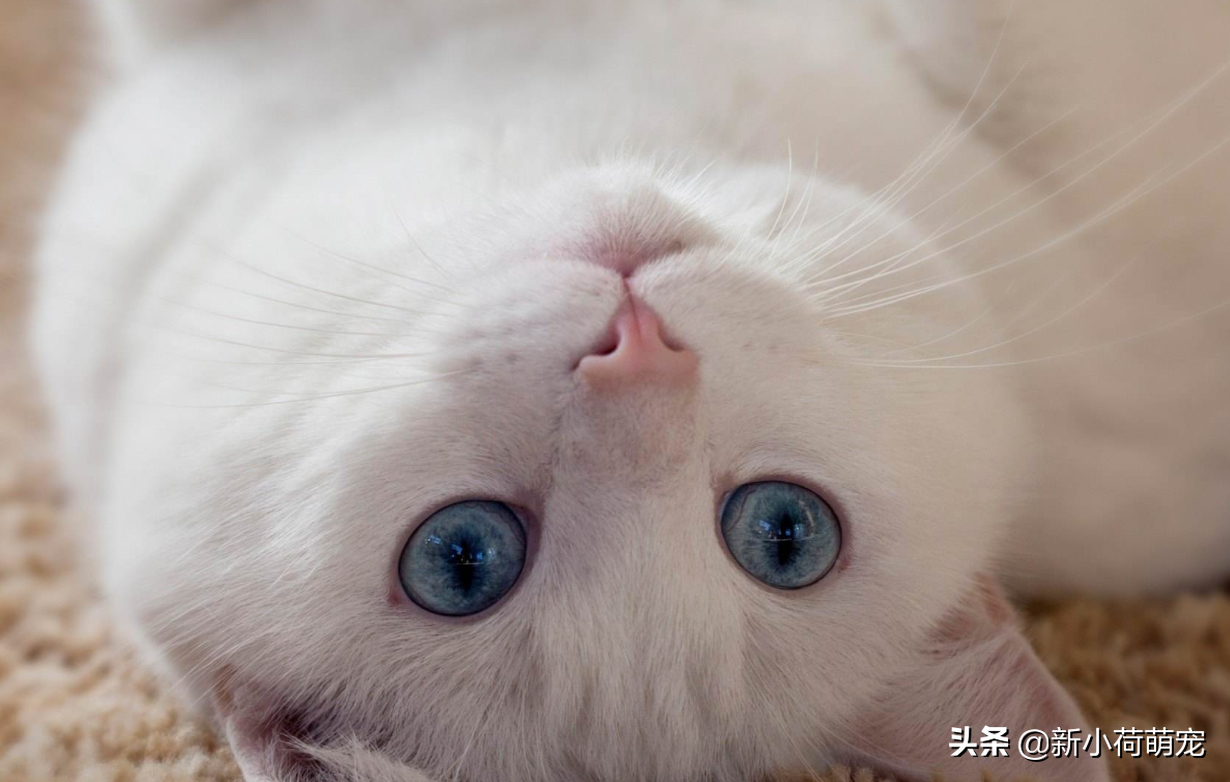 猫肚子上长出凸起小肉粒