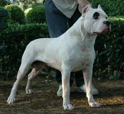 阿根廷杜高犬多少钱一只