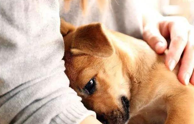 狗狗受到惊吓有哪些症状