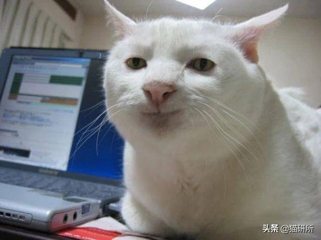 给母猫绝育需要多少钱