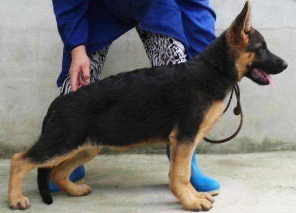 黑背和德牧的区别