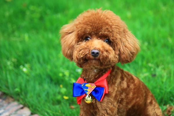 最适合家养的狗排名