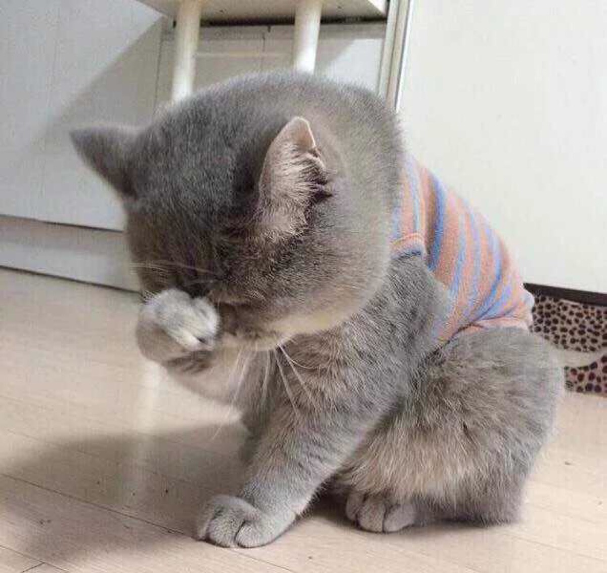 关于猫的详细资料