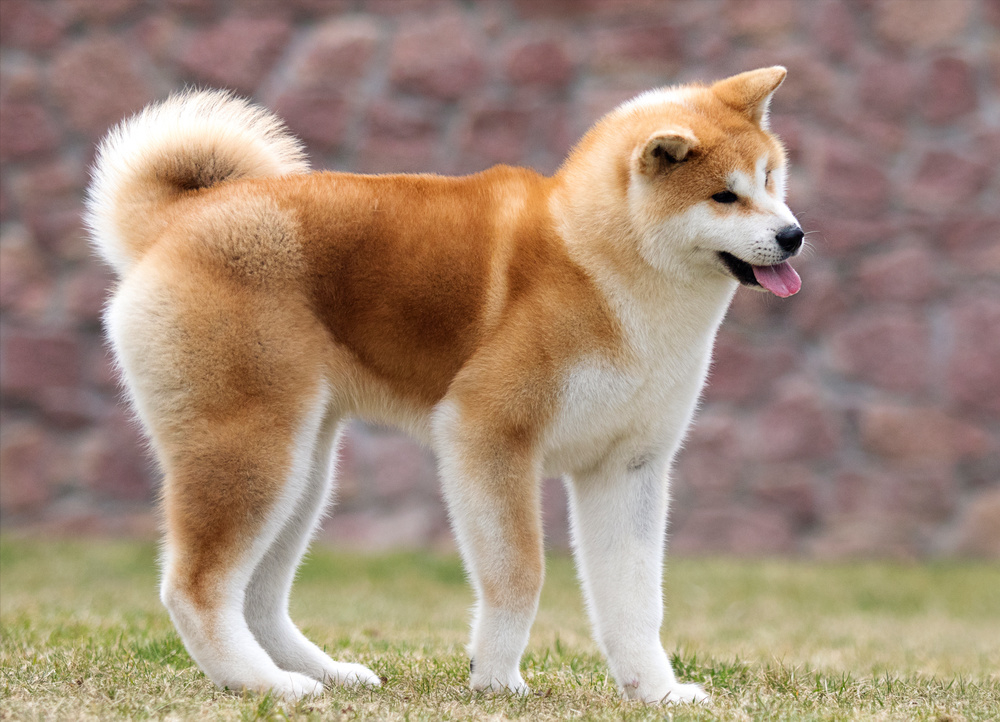 宠物狗品种价格排行榜