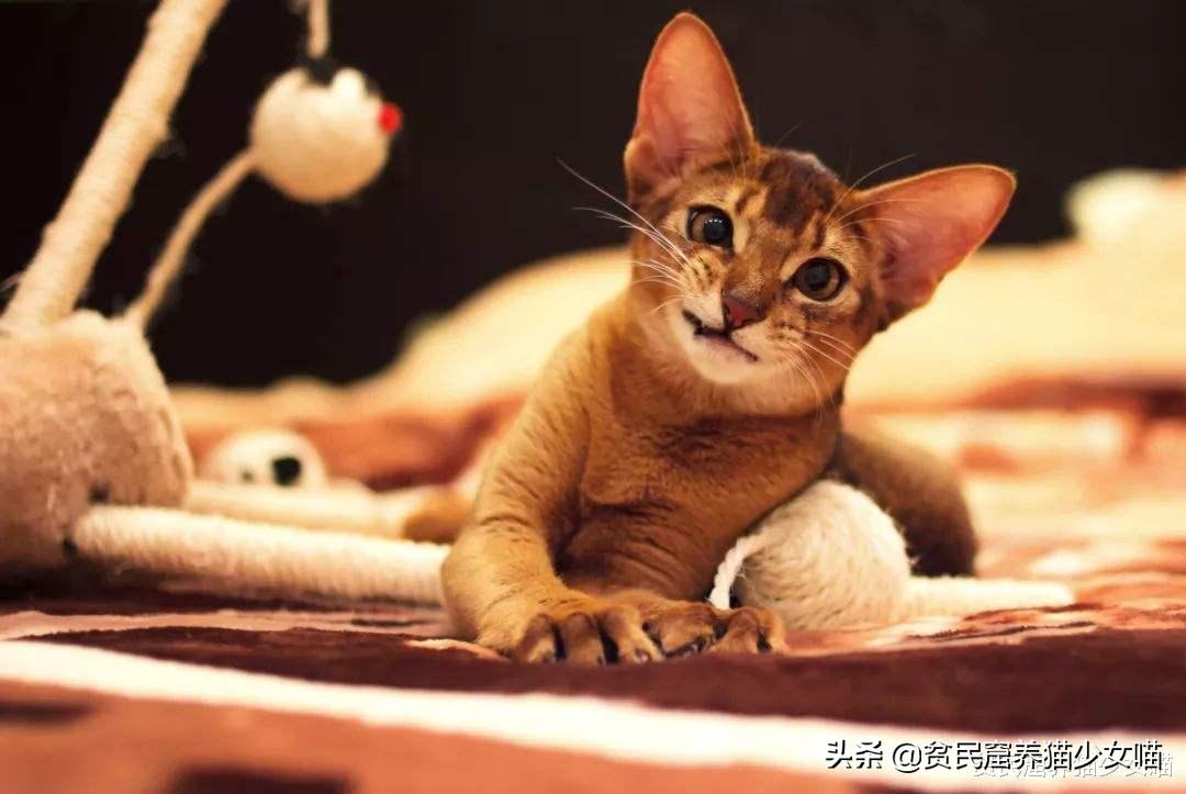 阿比西尼亚猫为什么禁养