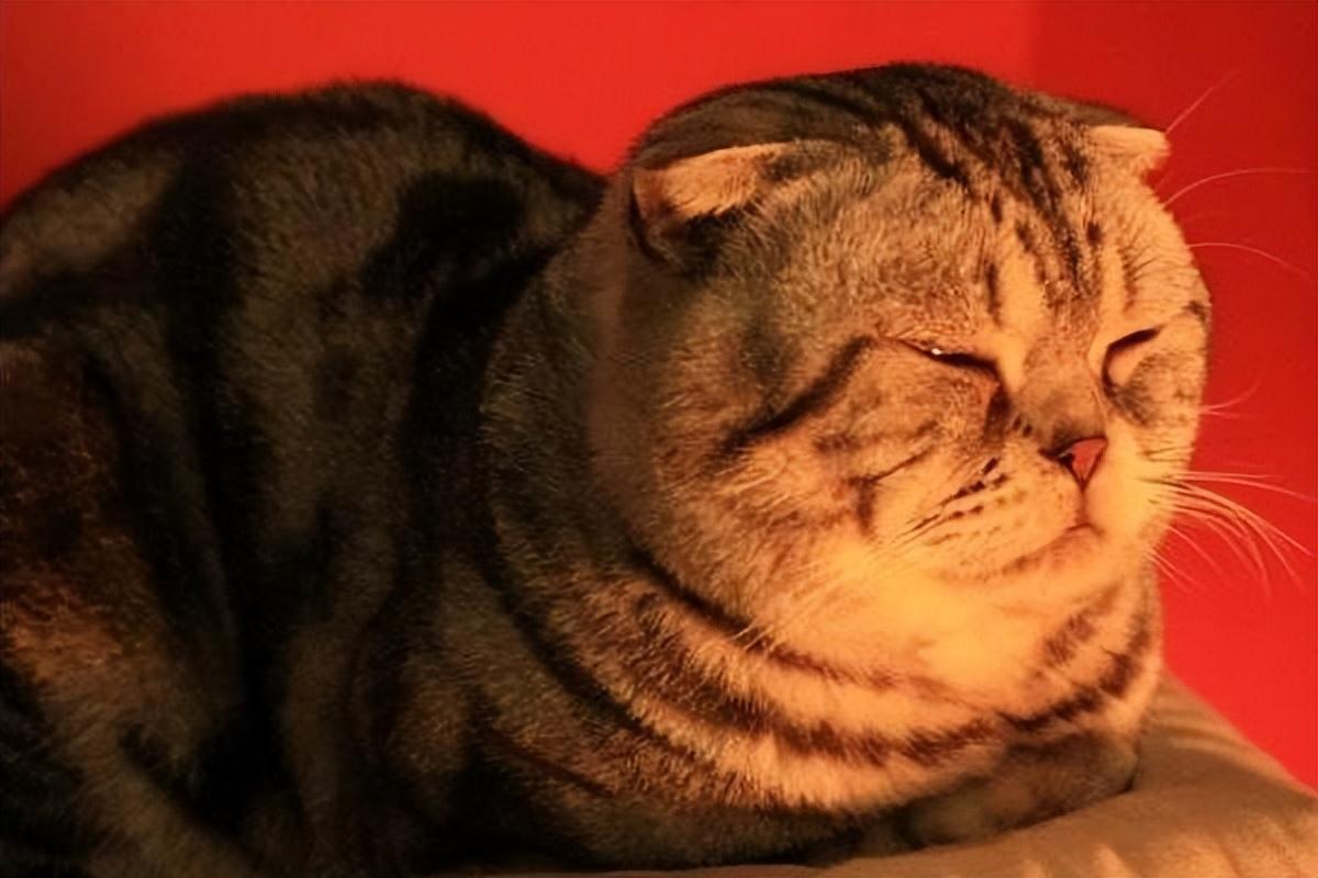 普通折耳猫多少钱一只幼崽