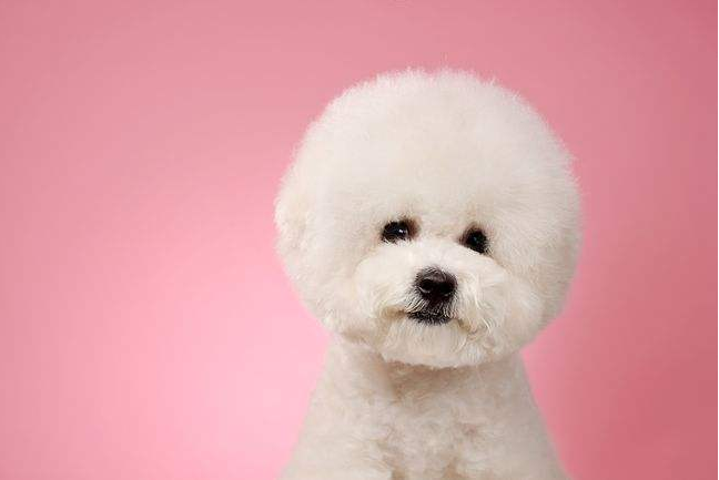 比熊犬不能吃什么