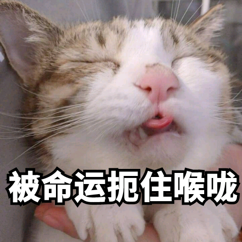 暹罗猫价格多少钱一只