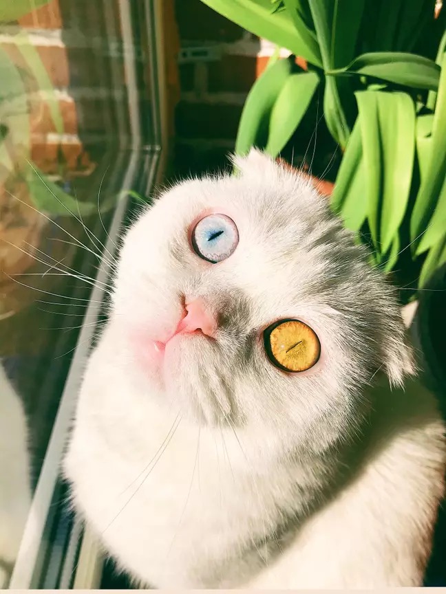 异色双瞳猫是什么品种