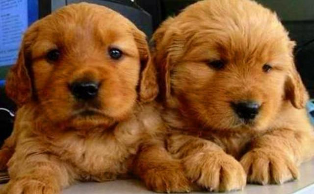 金毛犬图片幼犬