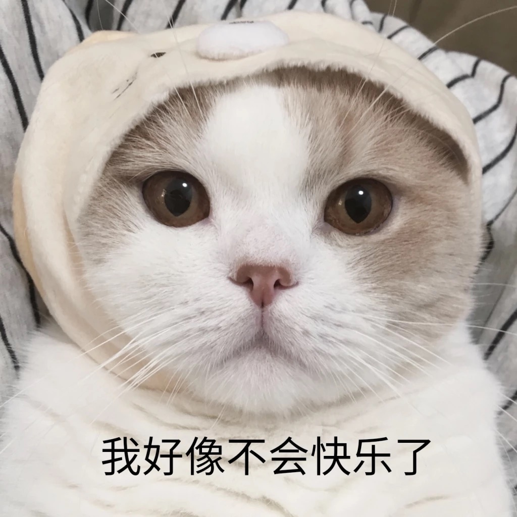 什么猫最好养最听话乖