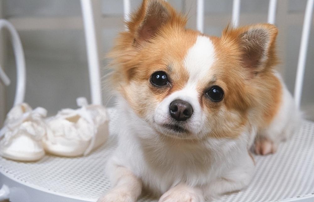 狗的种类介绍及图片