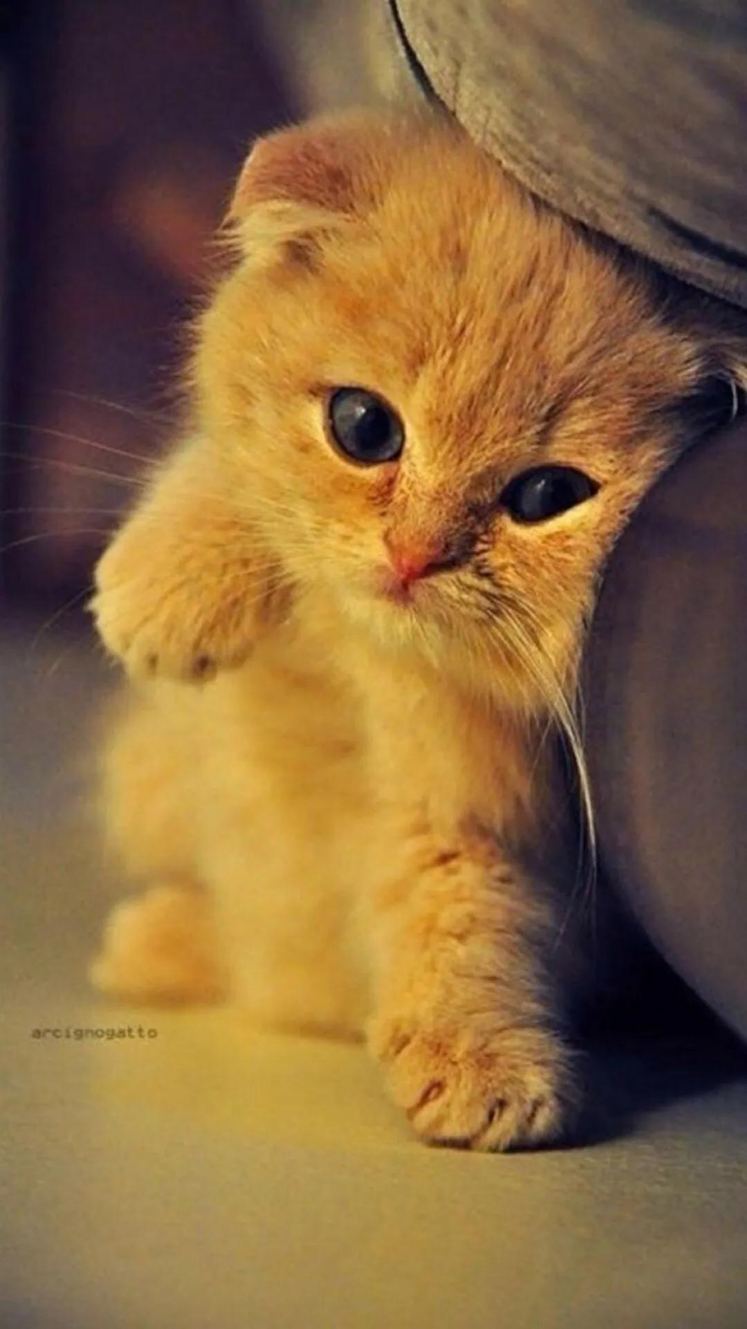 为什么说三个月的猫不好养