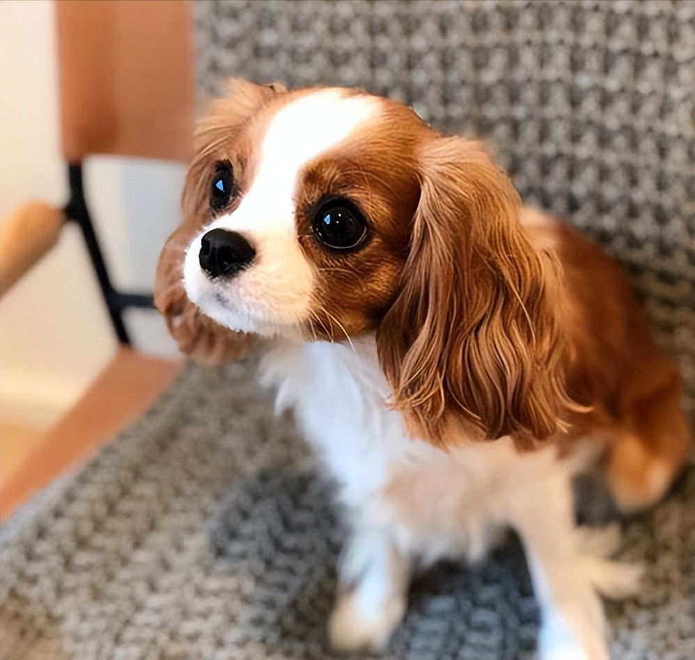 查理士王小猎犬掉毛严重吗