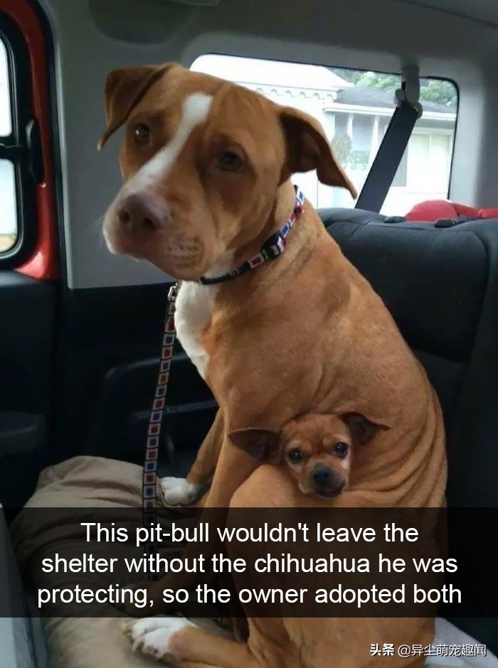 可爱的小狗图片