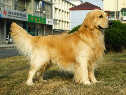 金毛体重多少正常