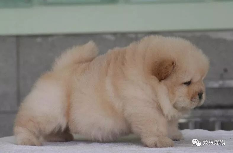 松狮幼犬吃什么比较好