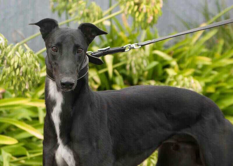 养格力犬应该注意什么