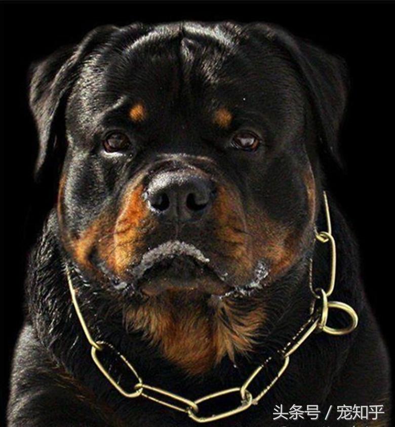 防暴犬是做什么工作的