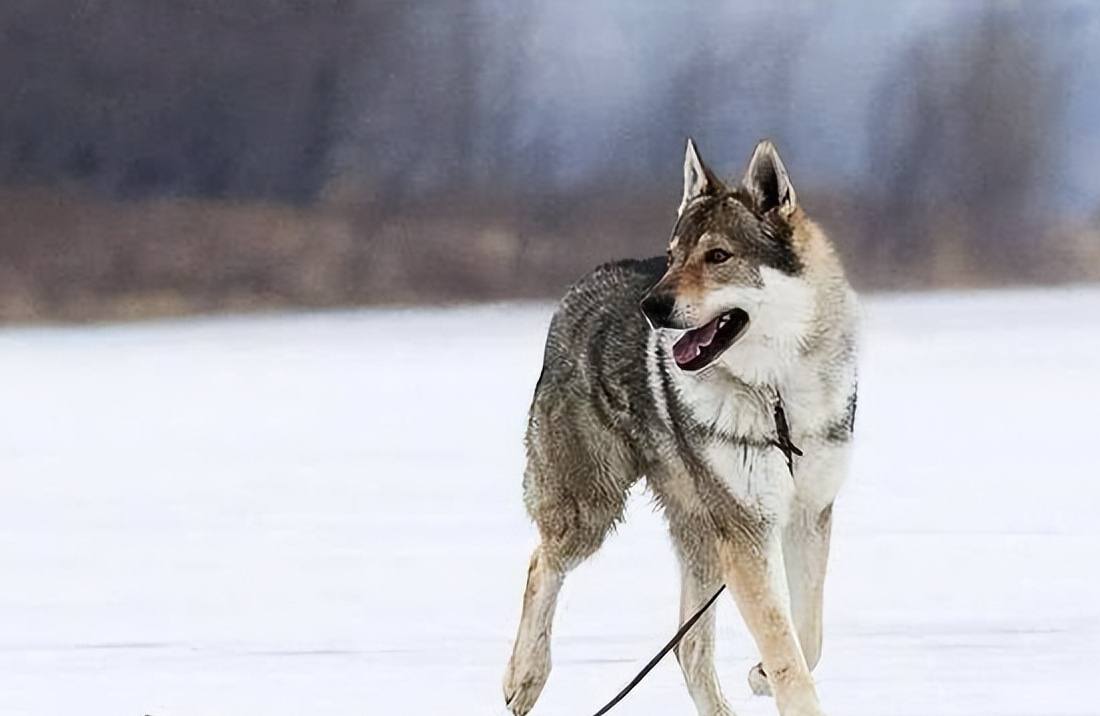 藏獒多少钱一只幼犬