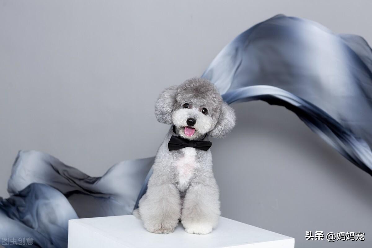 灰色贵宾犬价格多少钱一只