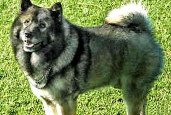 中国福犬可以养吗