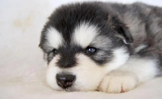 阿拉斯加幼犬怎么分辨纯不纯