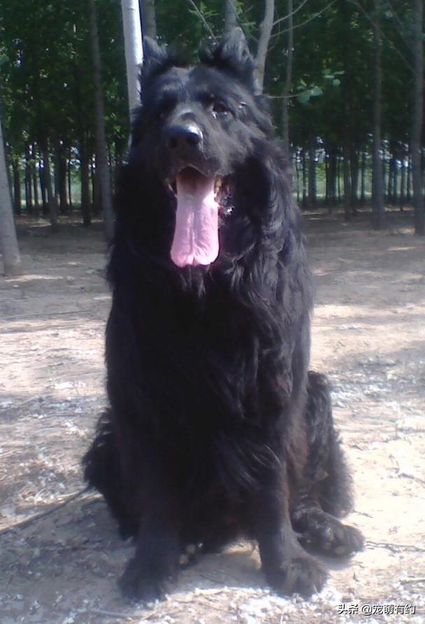 纯种黑熊狗图片