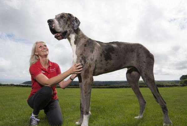 土耳其坎高犬市场价多少钱一只