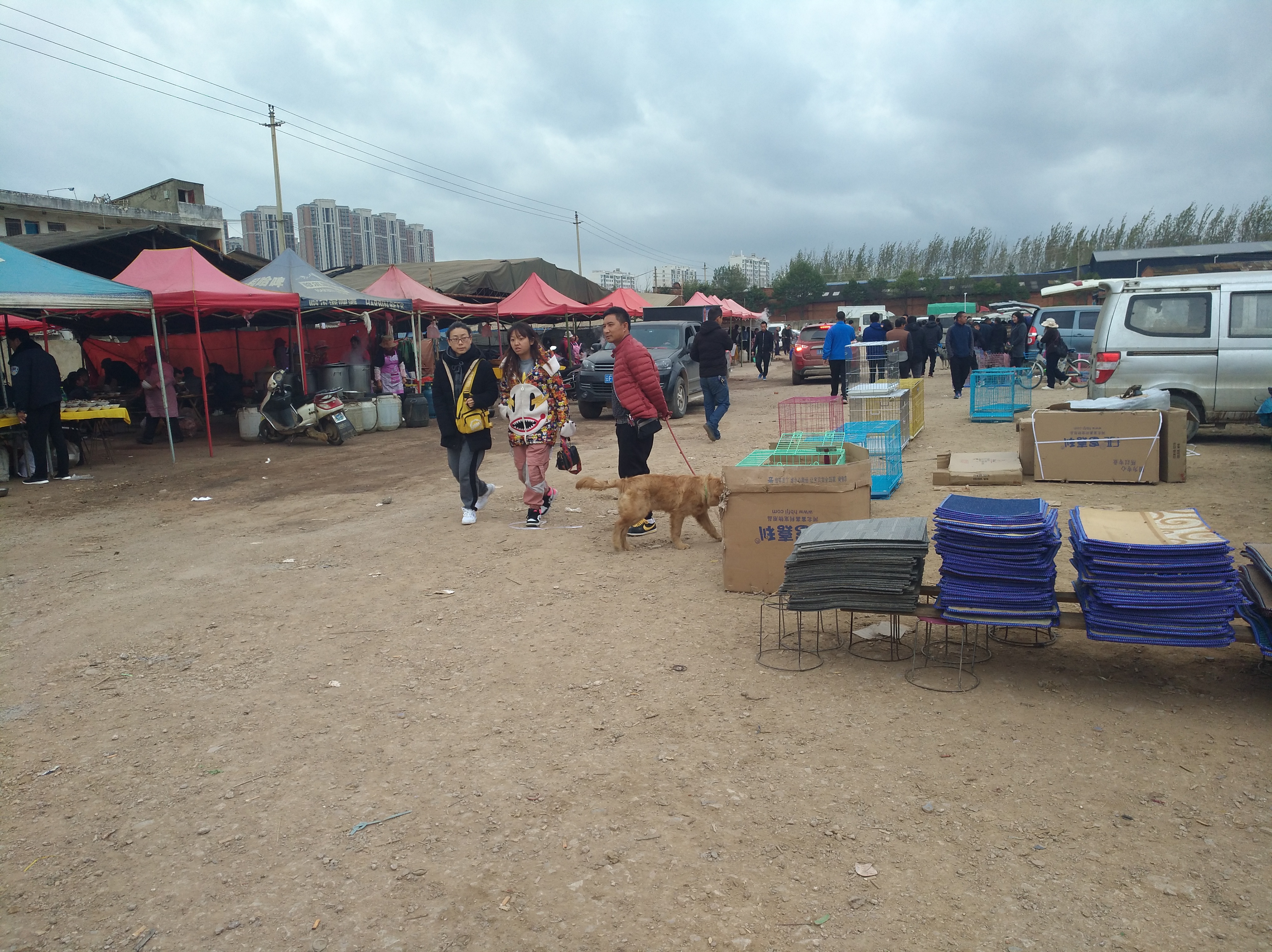 大只金毛多少钱