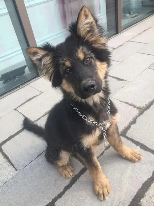 德国牧羊犬吃什么